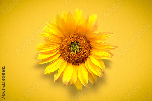 Flower card of sunflower on vivd yellow background. Flat lay, top view, copy space. Autumn or summer Concept of harvest time or agriculture. Sunflower natural background.