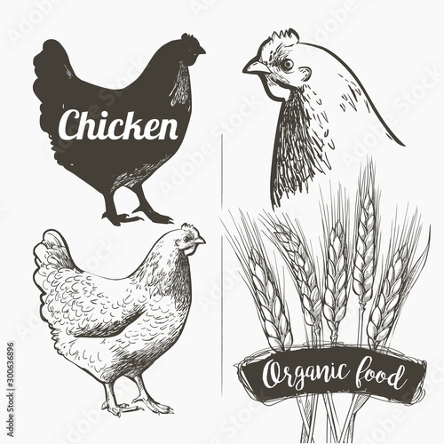 Vector set. Hen and Rooster. Black and white silhouette and engraving sketch. Male and female chickens head. Vintage realistic illustration.