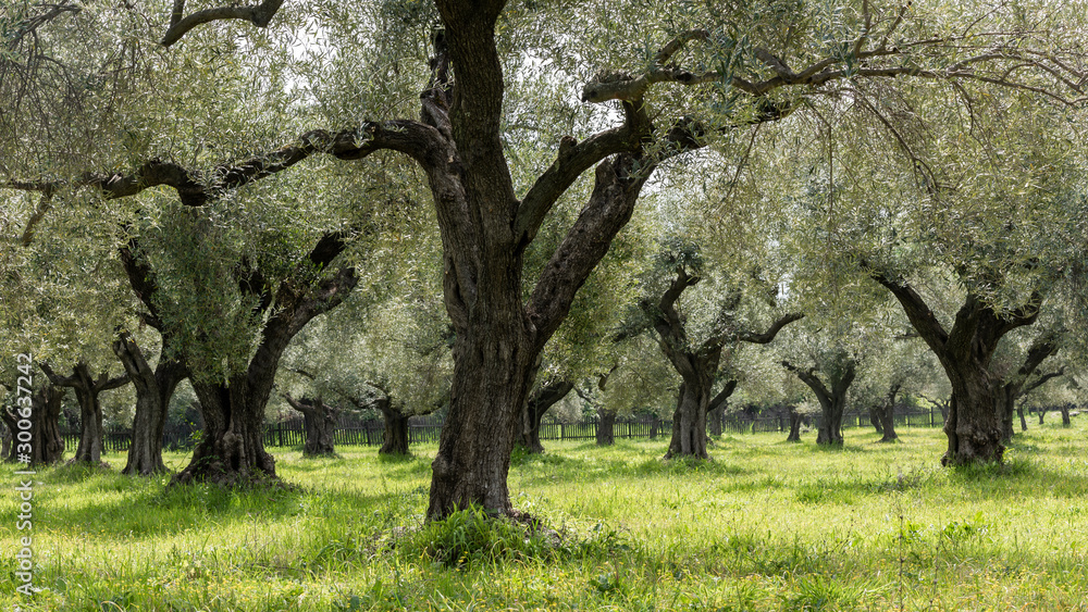 Olive Grove Greek Tree