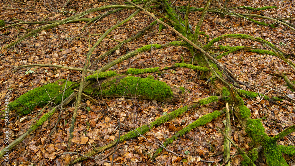 Totholz auf Waldboden Totholz auf Waldboden