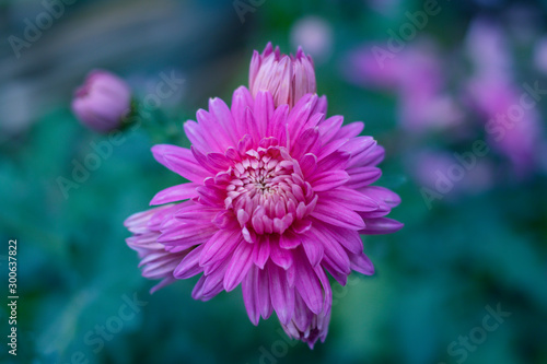 pink chrysanthemums on a blurred natural background.