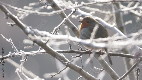 Robin, Small Song Bird, Singing, Steam Coming Out Of Beak, Perched In Frosty Winter Bush, Backlit.