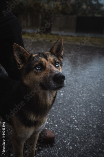 street dog in georgia