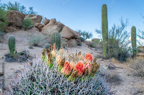 Fotografie Close-up shot of cactus blossom at dusk in Sonoran Desert - Saguaro National Par