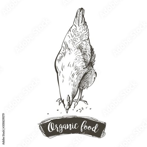 Vector Hen, chicken feeding engraving sketch. Vintage isolated realistic illustration.