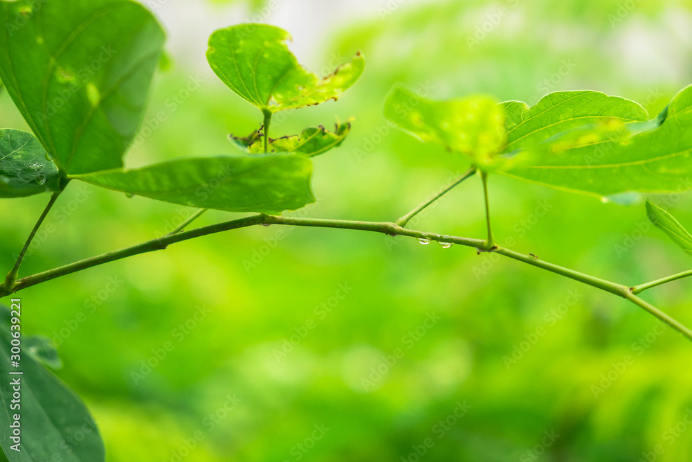 background .Dew on leaves in rainy season background .Dew on leaves in rainy season