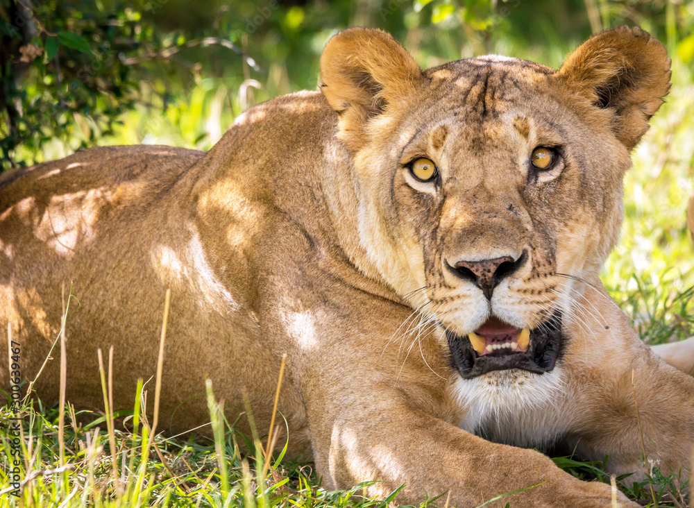 Closeup portrait of a beautiful lioness relaxing in the shadows. Masai Mara/Kenya/Africa. Wilderness, wildlife, lioness, big five, safari concept. Closeup portrait of a beautiful lioness relaxing in the shadows. Masai Mara/Kenya/Africa. Wilderness, wildlife, lioness, big five, safari concept.