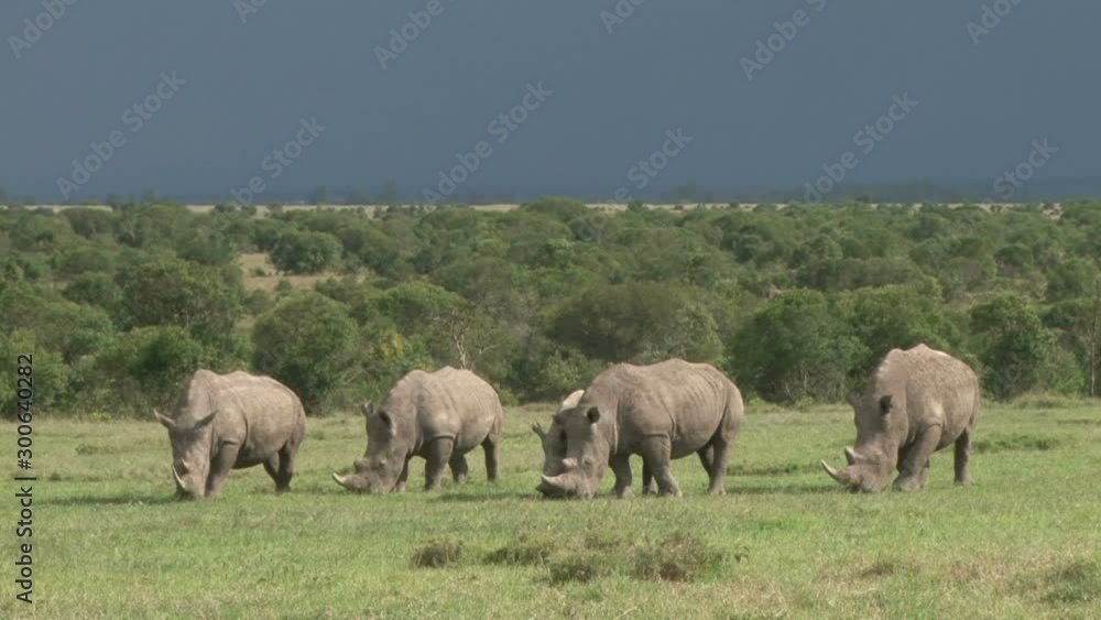 Five white rhinos grazing peacefully in a rhino sunctuary in kenya Five white rhinos grazing peacefully in a rhino sunctuary in kenya