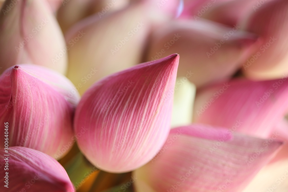 soft focus of pink lotus flower background