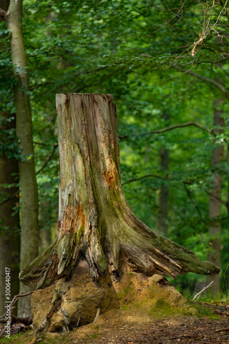 Alter Baumstumpf im Wald