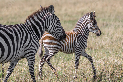 Beautiful plains zebra mom with baby and golden natural light in Serengeti Tanzania Kenya Africa. Wildlife  animal  safari concept.