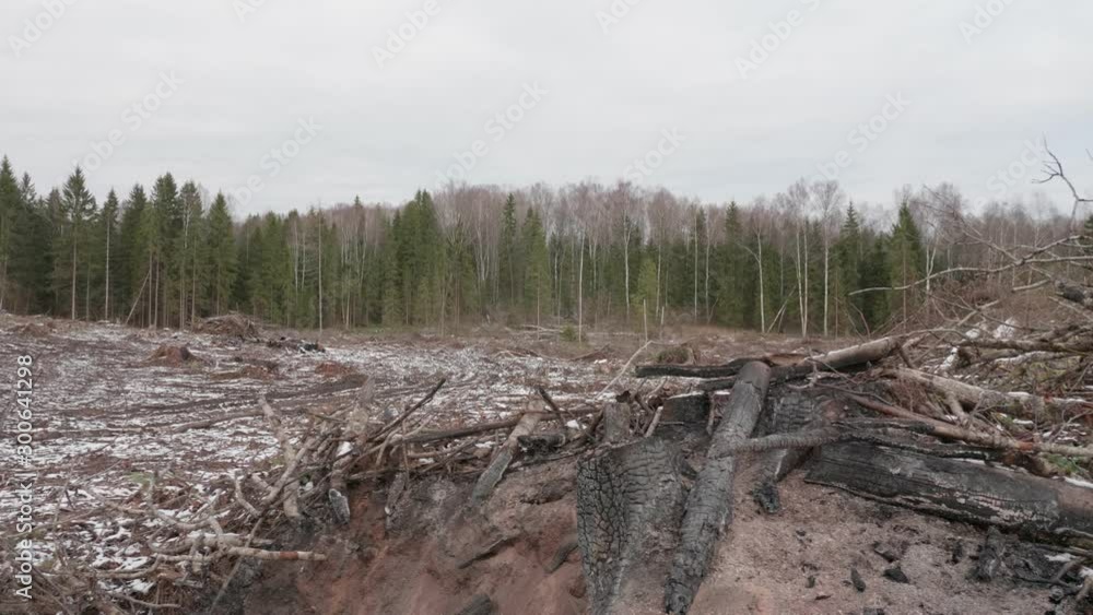 View of felled forest. Forest glade after felling of trees View of felled forest. Forest glade after felling of trees