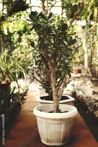plants in a greenhouse, small succulent trees in pots indoors, nature concept