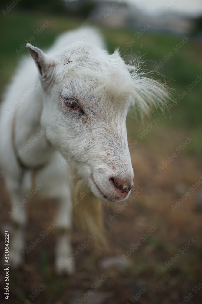 Cute white goat portrait in summer field, closeup face.