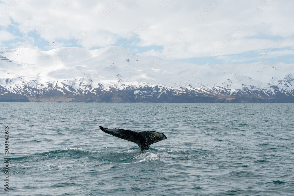 Fototapeta premium Humpback whale just outside the town of Husavik in Iceland. Snowy mountain scenery in the background.