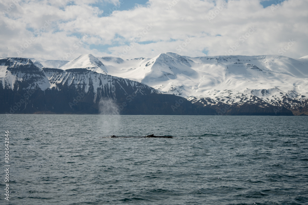 Humpback whale just outside the town of Husavik in Iceland. Snowy mountain scenery in the background.