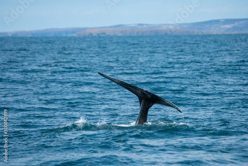 Humpback whale just outside the town of Husavik in Iceland.