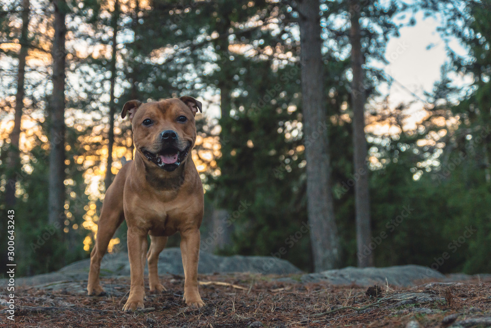 Staffordshire bullterrier portrait in forest during sunset. Nature, landscape, forest, pet, dog, terrier, staff, portrait, animal concept.