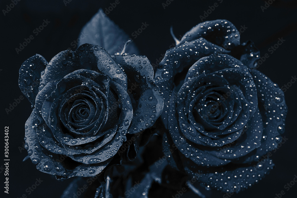Black Rose With Water Drops Wallpaper