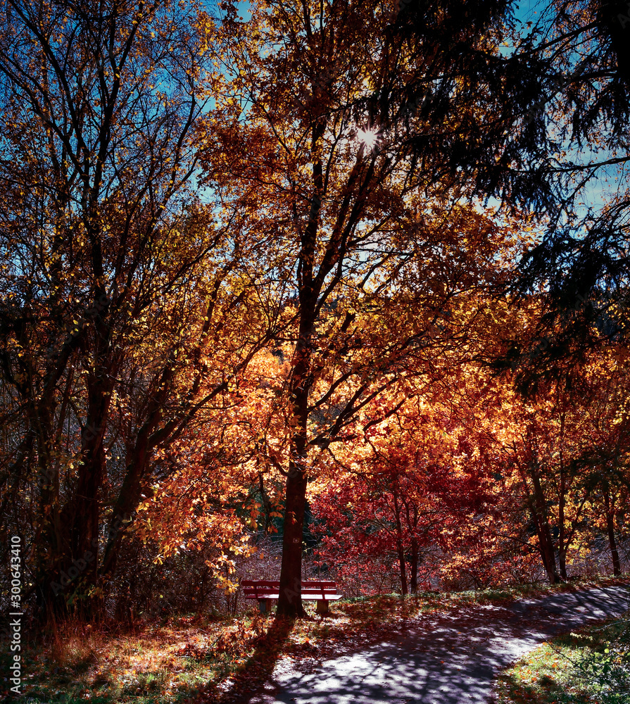 Fototapeta premium a beautiful place - seat under an autumnal birch in the sunlight 