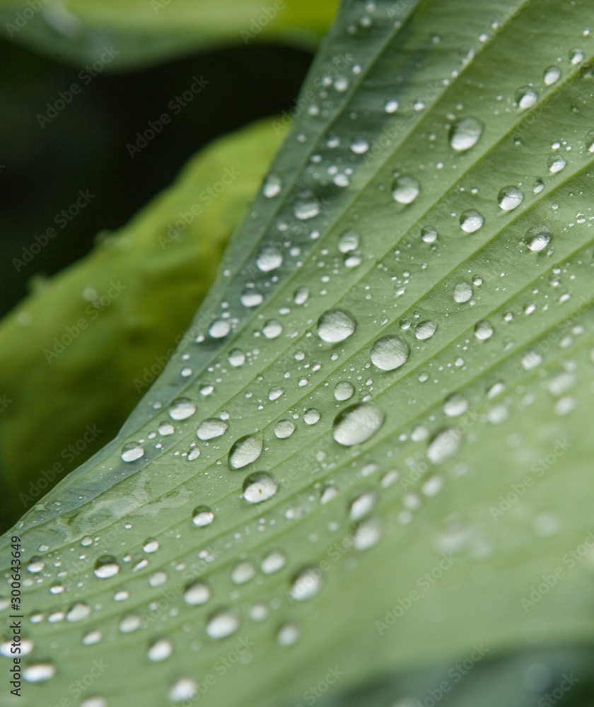 Leaf with waterdrops. Hosta Leaf with waterdrops. Hosta