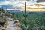 Massive Saguaro Cactus next to Hiking Trail in Saguaro National Park (Sunset / Dusk) - Sonoran Desert, Arizona, USA