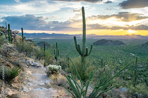 Massive Saguaro Cactus next to Hiking Trail in Saguaro National Park (Sunset / Dusk) - Sonoran Desert, Arizona, USA photo