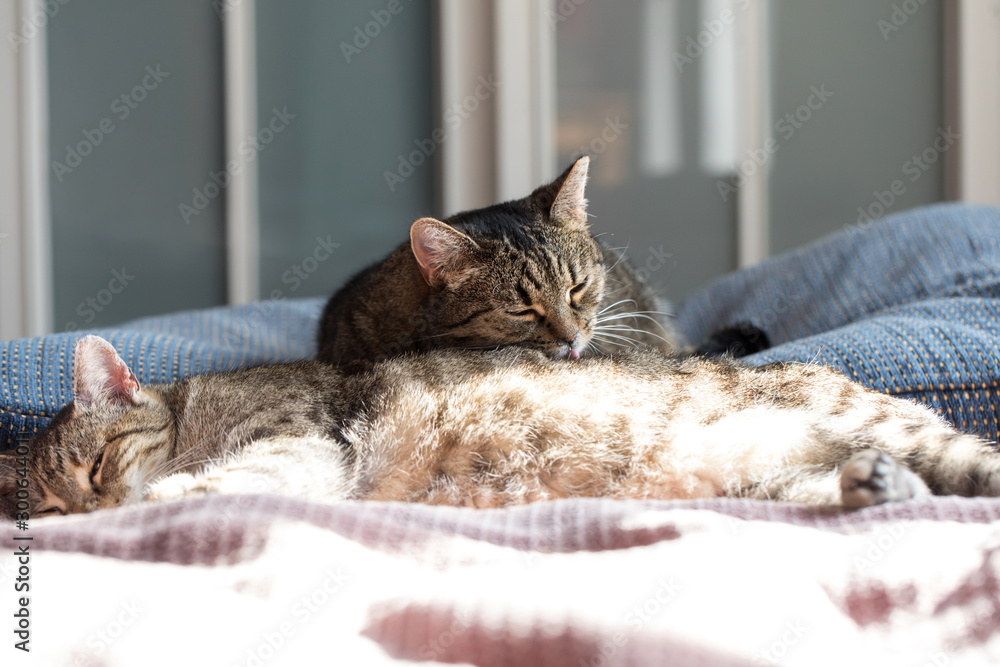 two cats lying on sofa at home in winter