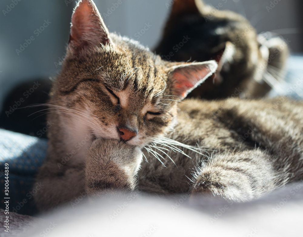 cat lies and washes the paws