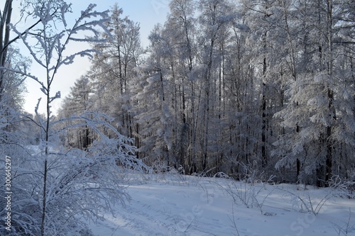Winter landscape in a snowy forest. Snow and hoarfrost on tree branches and bushes.