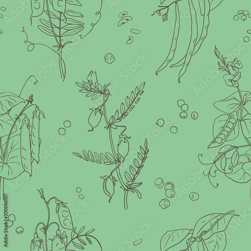 Legumes plants seamless pattern. Hand drawn vector background. Sketches of grain legumes, pulses plants: peas, beans, chickpea and lentil. Healthy lifestyle, bio, eco, organic, green life