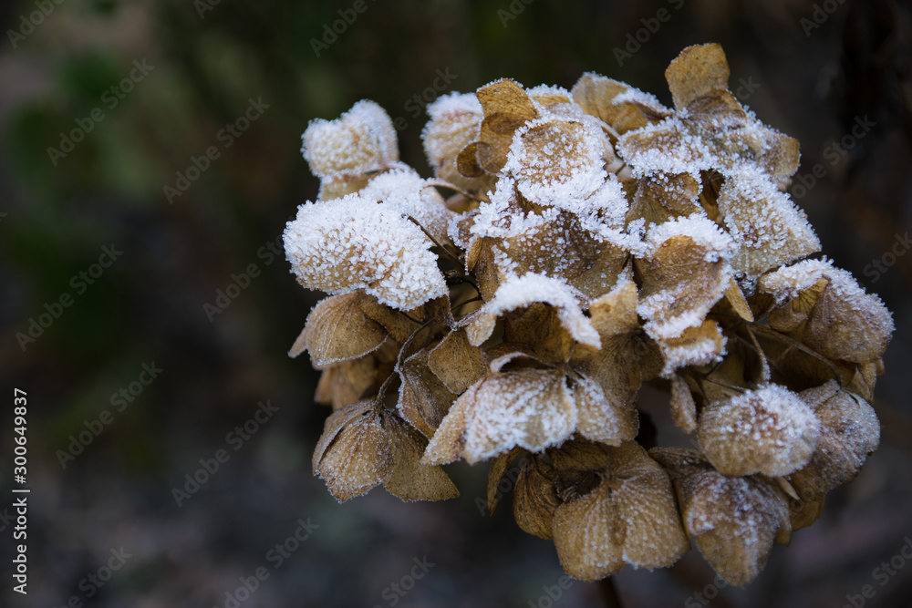 dry hortensia in the garden covered with frost close up frosty hydrangea or hortensia flower dry hortensia in the garden covered with frost close up frosty hydrangea or hortensia flower