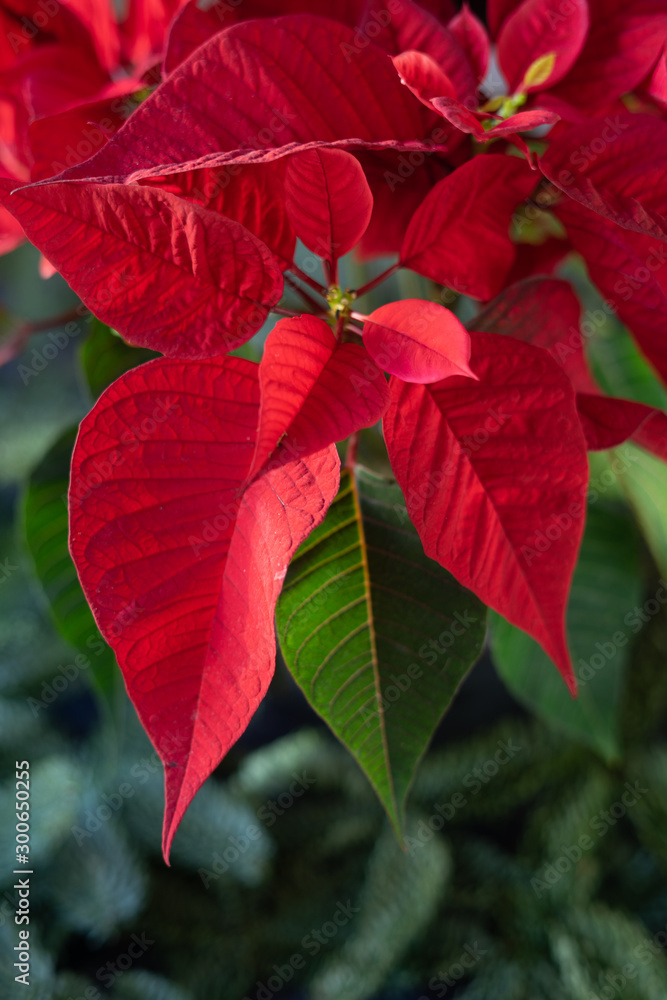 Christmas star or poinsettia flower on the background of fresh green pine fir branches, Christmas decorations background. Greeting card mockup Christmas star or poinsettia flower on the background of fresh green pine fir branches, Christmas decorations background. Greeting card mockup
