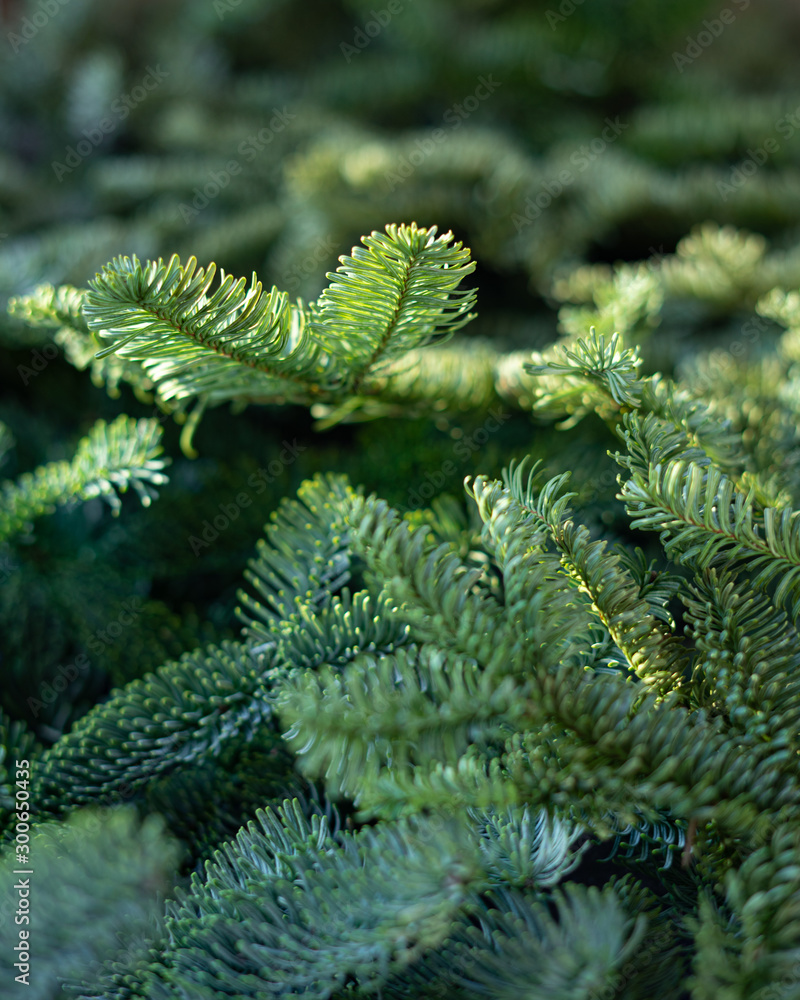 Textured background from fresh green pine fir branches, Christmas decorations background. Selective focus, sun light Textured background from fresh green pine fir branches, Christmas decorations background. Selective focus, sun light