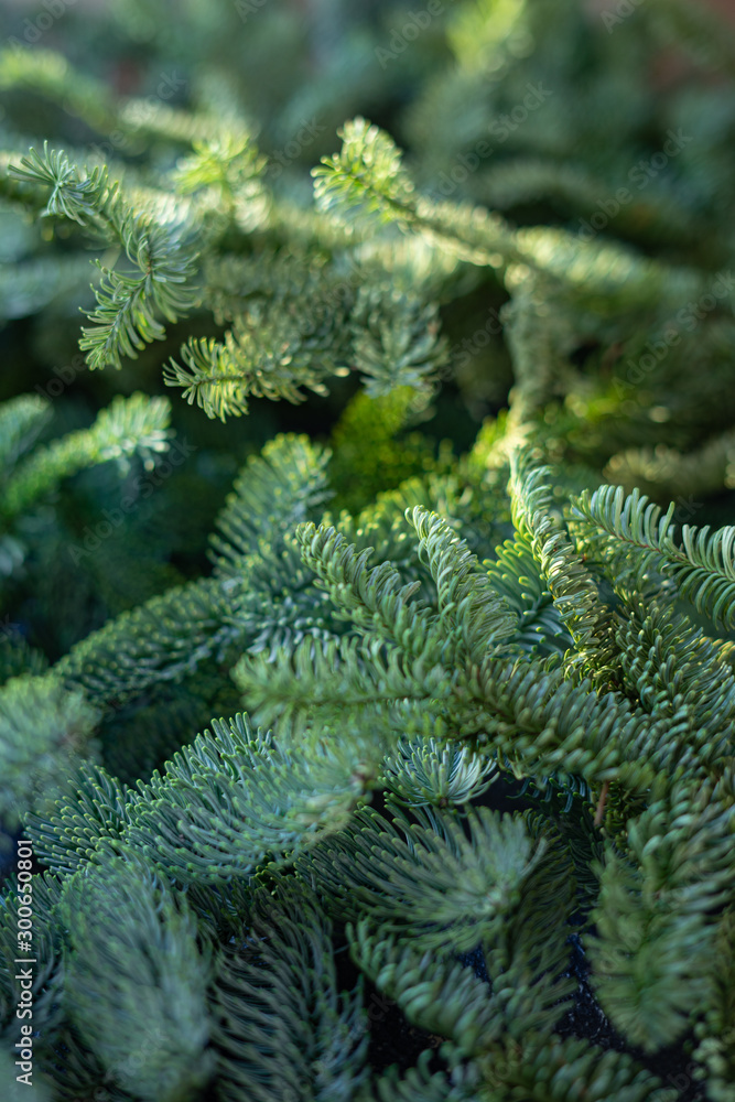 Textured background from fresh green pine fir branches, Christmas decorations background. Selective focus, sun light