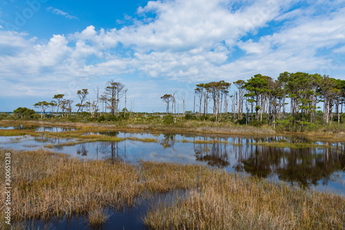 Landscape with lake and trees on Assateague Island, Maryland