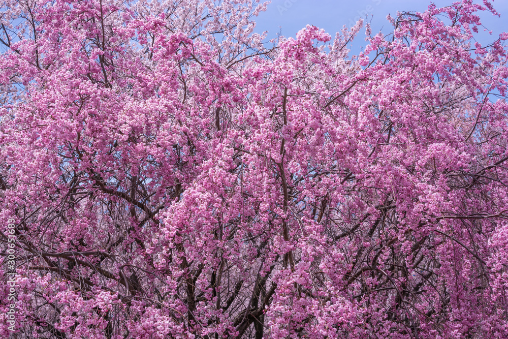 Beautiful cherry blossoms in full bloom at Kobo mountain in Matsumoto Beautiful cherry blossoms in full bloom at Kobo mountain in Matsumoto