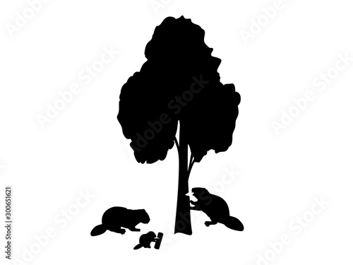 Beaver is nibbling tree beaver family