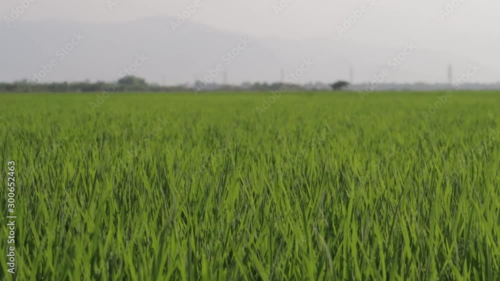 A farmer sows rice with a view of the mountains and sky. A farmer sows rice with a view of the mountains and sky.