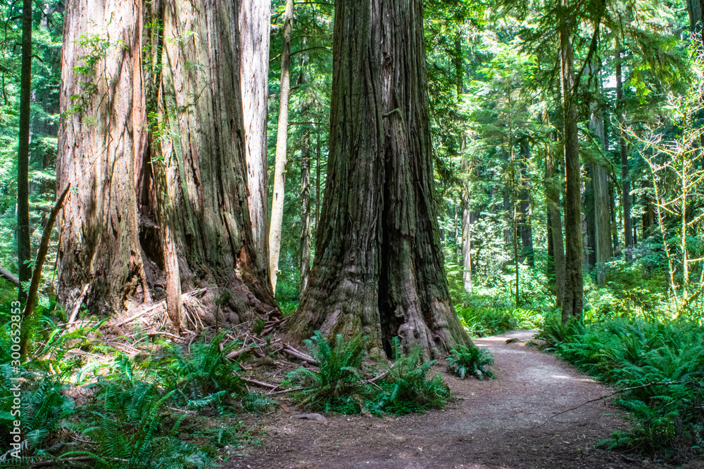 Trail in Beautiful Redwood Forest in Northern California Jedediah Smith Redwoods State Park, California, USA