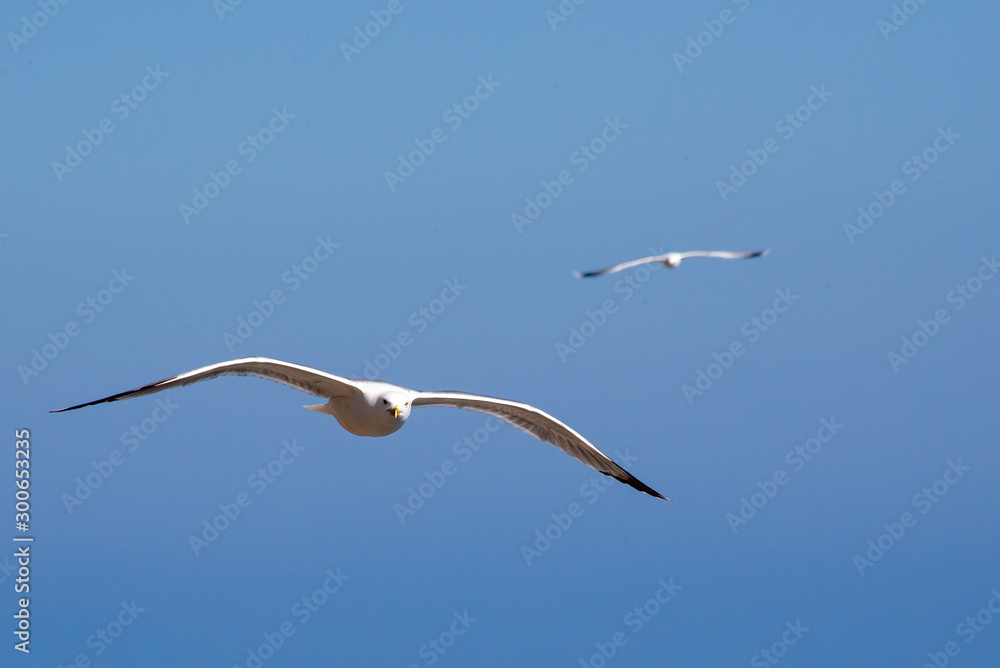 Gaviota Gaviota