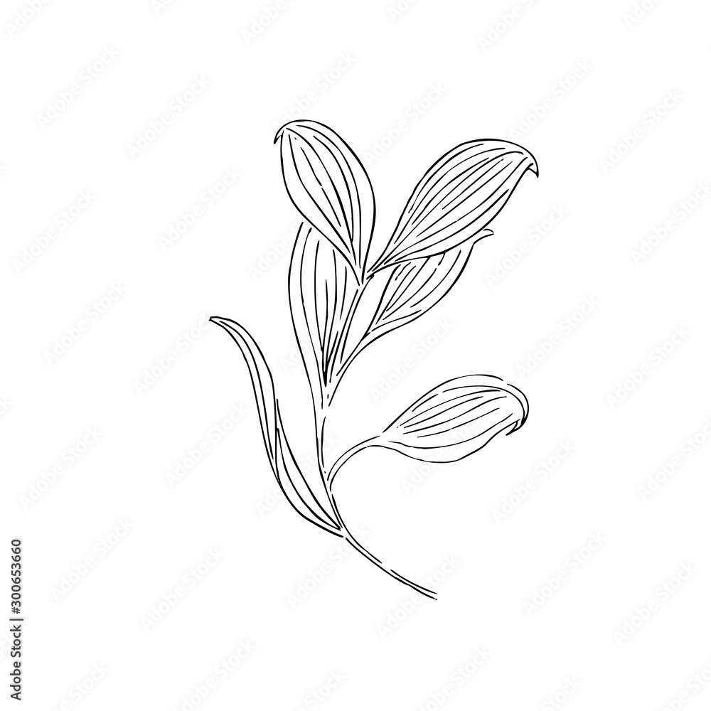 dried flowers, dry grass on a white background, tutsan, hypericum decoration dried flowers, dry grass on a white background, tutsan, hypericum decoration