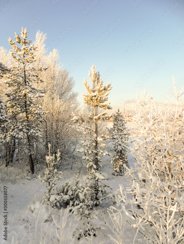 Pine in the winter forest with a double trunk in the middle. A frosty day, the north of Russia. Pine in the winter forest with a double trunk in the middle. A frosty day, the north of Russia.