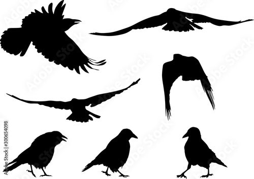 set of seven black crow silhouettes on white