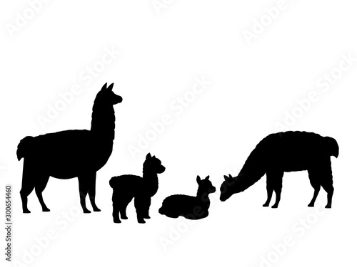 Alpaca Lama family. Silhouettes of animals