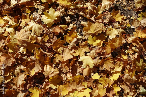 Top view of fallen leaves of maple in autumn photo