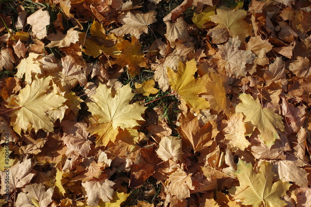 Yellowish brown fallen leaves of maple from above