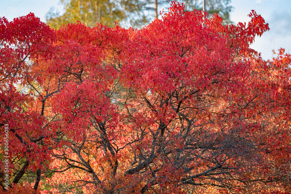 Small tree foliage in autumn colors