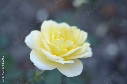 yellow rose