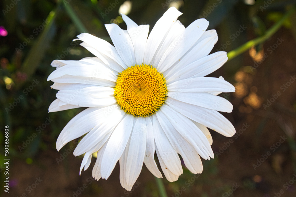 Fototapeta premium white daisy under the bright sunlight